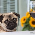 犬にとっては刺激が…