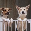 犬が遠くから飼い主…