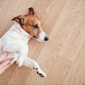 犬のお腹が張るのは…
