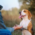犬が『お手』を勝手…