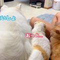 大型犬が猫の隣に座…