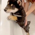 豆柴子犬が初めて『…