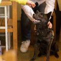 吠えまくる犬になっ…