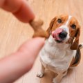 犬が反応しがちな『…