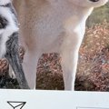 外出中に『犬の顔ハ…