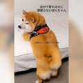 犬と一緒に実家に帰…