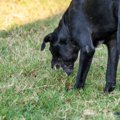 犬が食べると『消化…