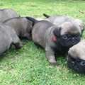 子犬の噛み癖を回避…