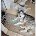 何か問題でも？ドヤ…