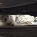 車のかげでおびえて…