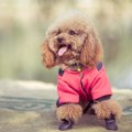 犬の服が必要なシチ…