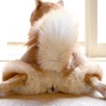 犬のおしりが赤い原…