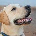 盲導犬同伴者の9割が…