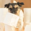 犬がウンチを漏らし…