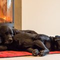 犬がいる家庭でスト…
