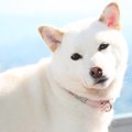 「犬を飼う夢」を見…