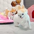 犬2匹の『お留守番中…