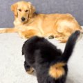 『子犬と先住犬が仲…