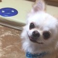 里親会で出会った、…