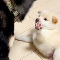 赤ちゃん犬が可愛く…