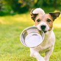 犬に与える時に加熱…