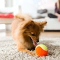犬と室内でできる『…