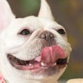 『おっとり温厚な犬…
