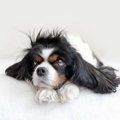犬が不機嫌になる『…
