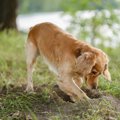 犬にとっては意味が…