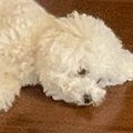 朝4時、犬に叩き起こ…