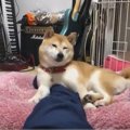 何があっても飼い主…