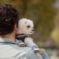 犬を近づけるのが絶…