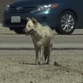 気温40℃…乾燥した平…