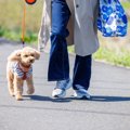 犬にとって『最適な…