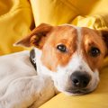 犬の免疫力を下げて…