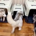 3匹のハスキー犬を同…