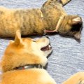 『床で寝転んでいる…