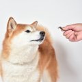 犬のおやつの適量っ…