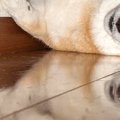 なぜか『ソファの下…