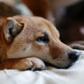 繁殖引退犬の里親に…