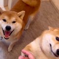 家に帰って『ただい…