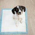 犬がおしっこを我慢…