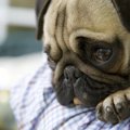 犬が『悲しげな表情…