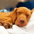 犬が寝ているときに…