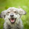 飼い主の帰宅時、愛…