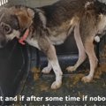 保護監禁された犬を…