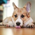 犬が『お腹いっぱい…