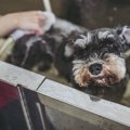 犬のトリミングを冬…