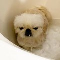シャンプーが嫌すぎ…