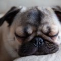 犬が『いびき』をか…